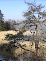 kivinokka
